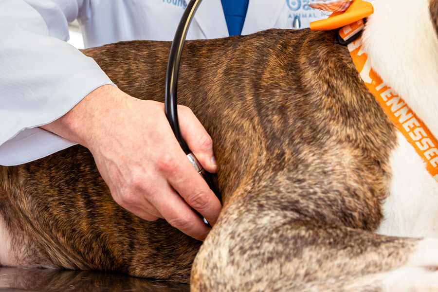 Veterinarian-checking-dog