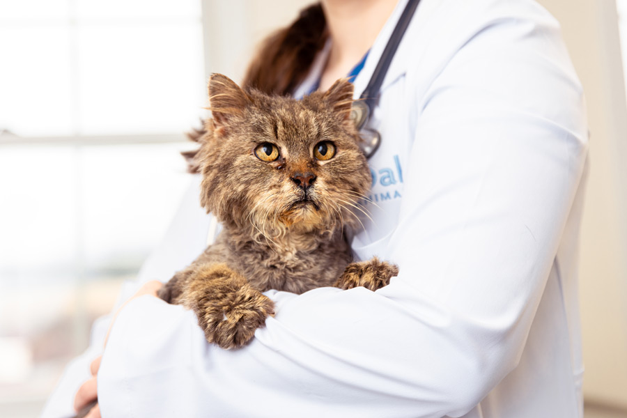 Veterinarian-holding-cat